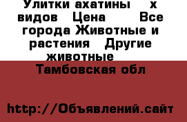 Улитки ахатины  2-х видов › Цена ­ 0 - Все города Животные и растения » Другие животные   . Тамбовская обл.